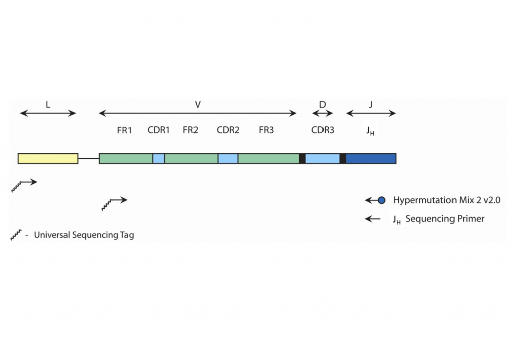 Hypermutation Mix 2 v2.0 - Unlabeled for Gel Detection - Invivoscribe