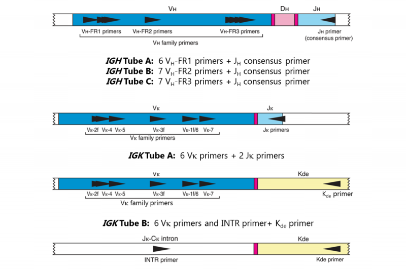 IGH + IGK B-Cell Clonality Assay - ABI Fluorescence Detection ...