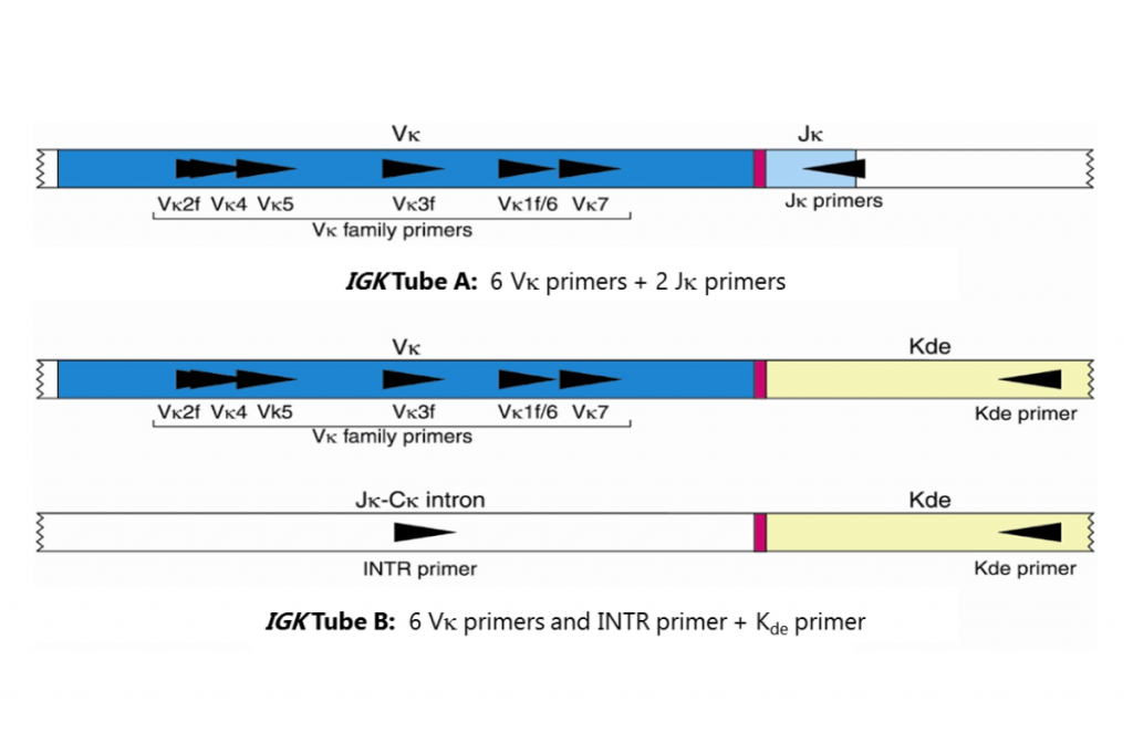 IGK Gene Clonality Assay For ABI Fluorescence Detection - Invivoscribe