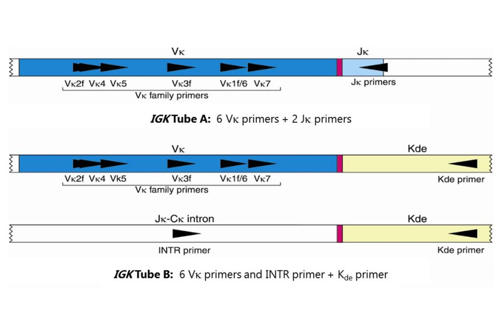 IdentiClone® IGK Gene Clonality Assay MegaKit - ABI Fluorescence ...